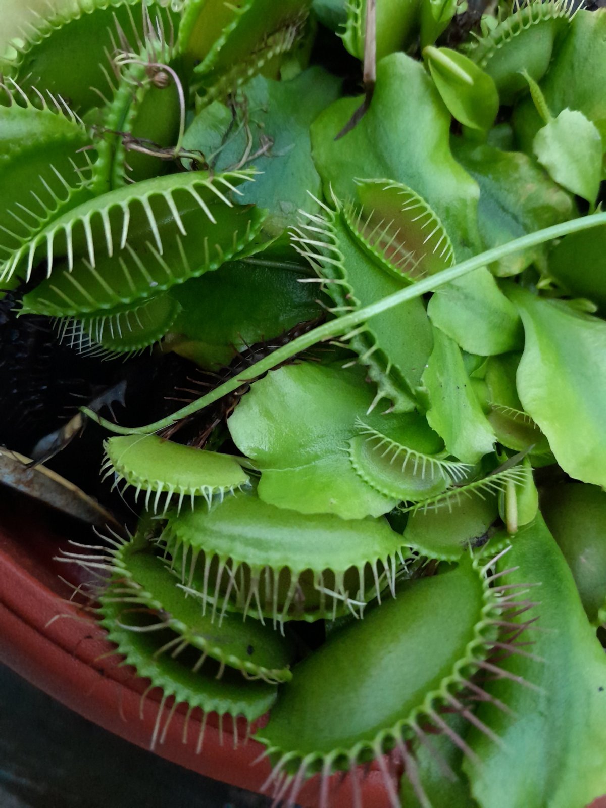Dionaea muscipula dentata (výskyt Karolina, USA)