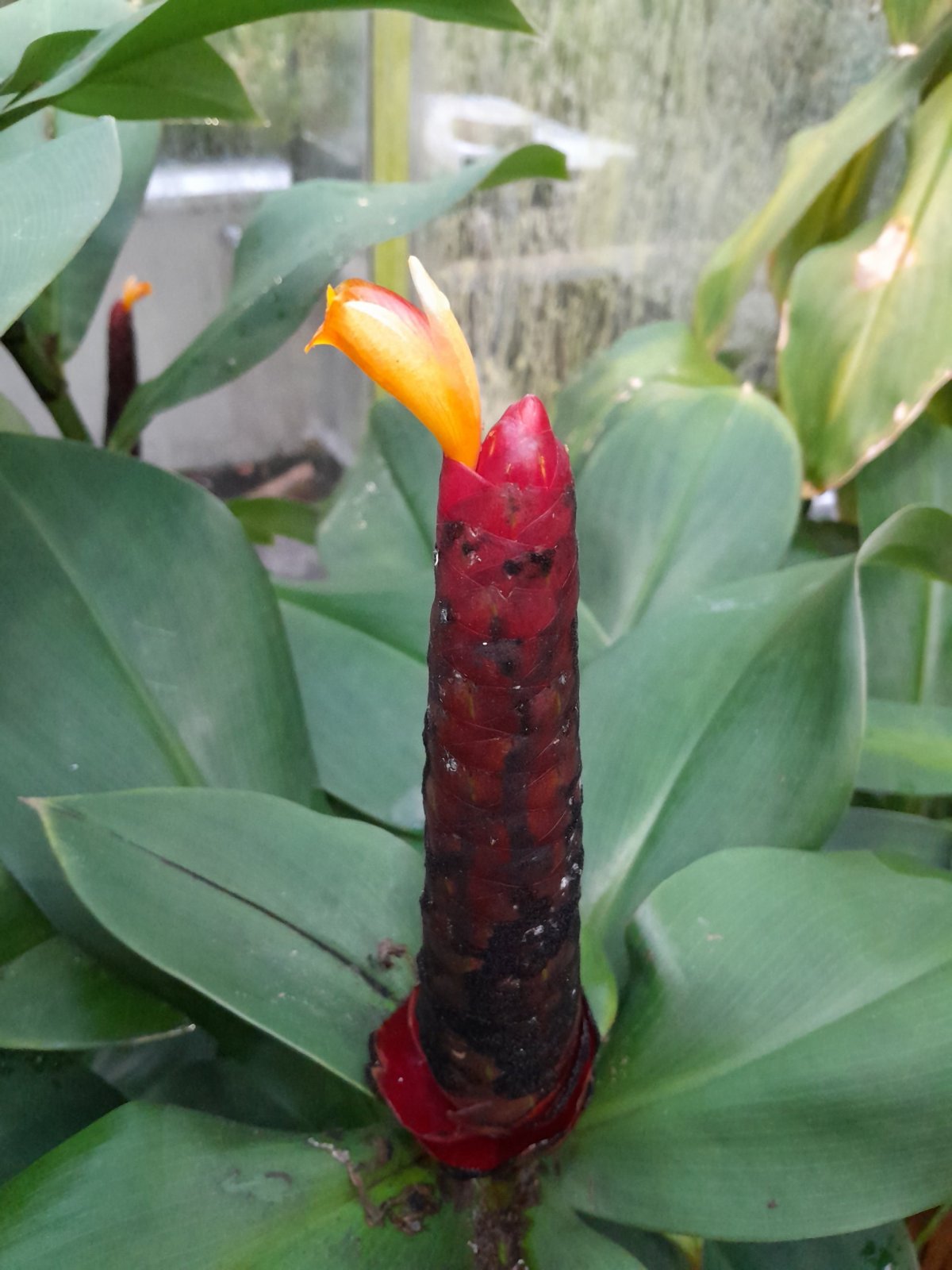 Vztyčený květ :-) Costus woodsonii (výskyt Panama) 