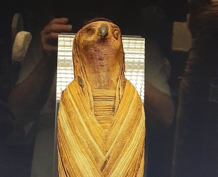 Mumifikovaný dravec