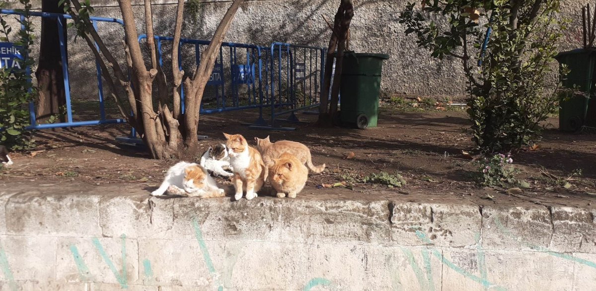 Istabul - domov toulavých koček