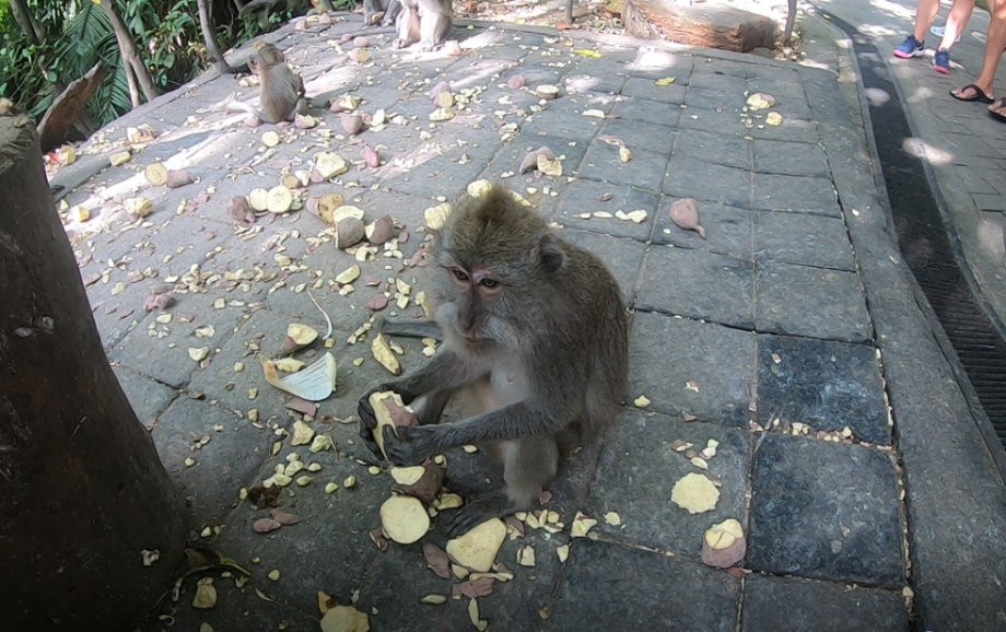 Opičí zoo v Ubudu