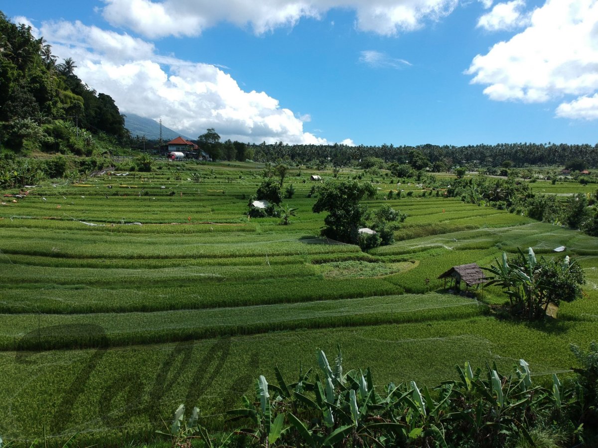 Rýžové terasy