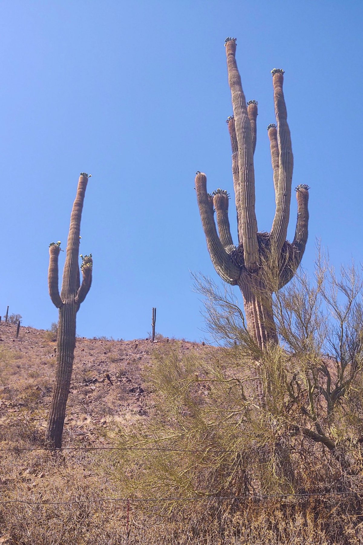 Desert Tortoise Trail