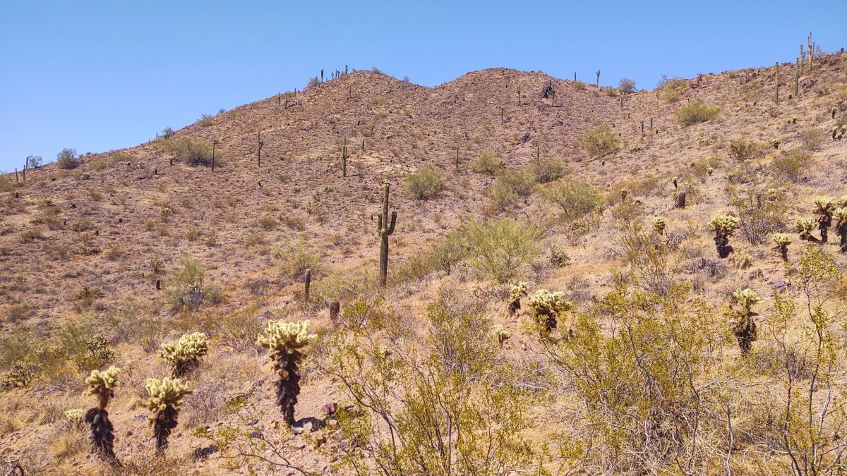 Desert Tortoise Trail