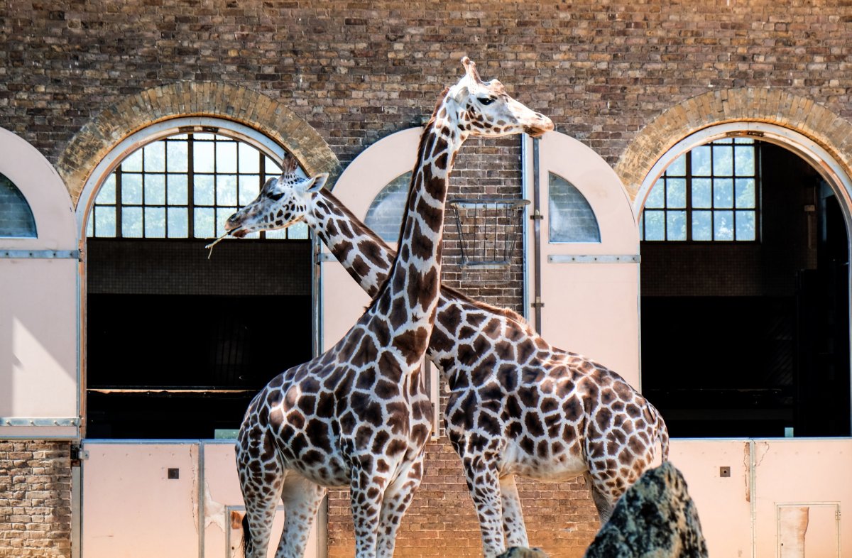 Žirafy v zoo Londýn