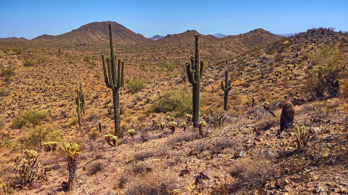 Desert Tortoise Trail