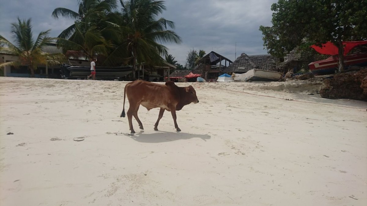 Na pláži klidně potkáte i krávu