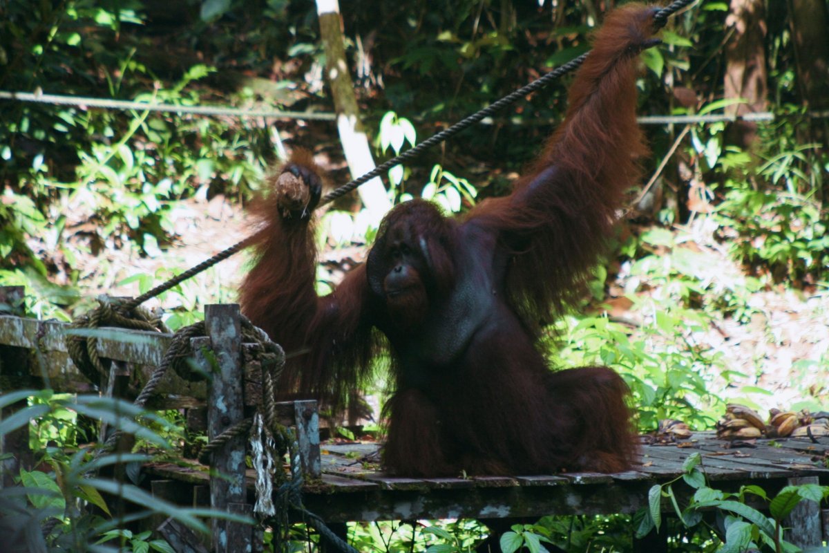 Orangutan v místním jazyce znamená pralesní člověk 