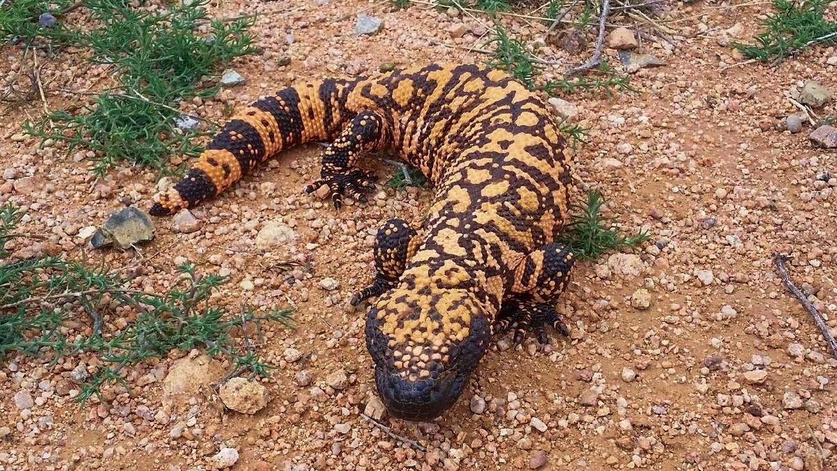 Korovec jedovatý, bohužel ne naše fotka / wikipedia