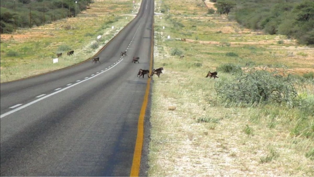 Přebíhající opice přes silnici mimo Etoshu