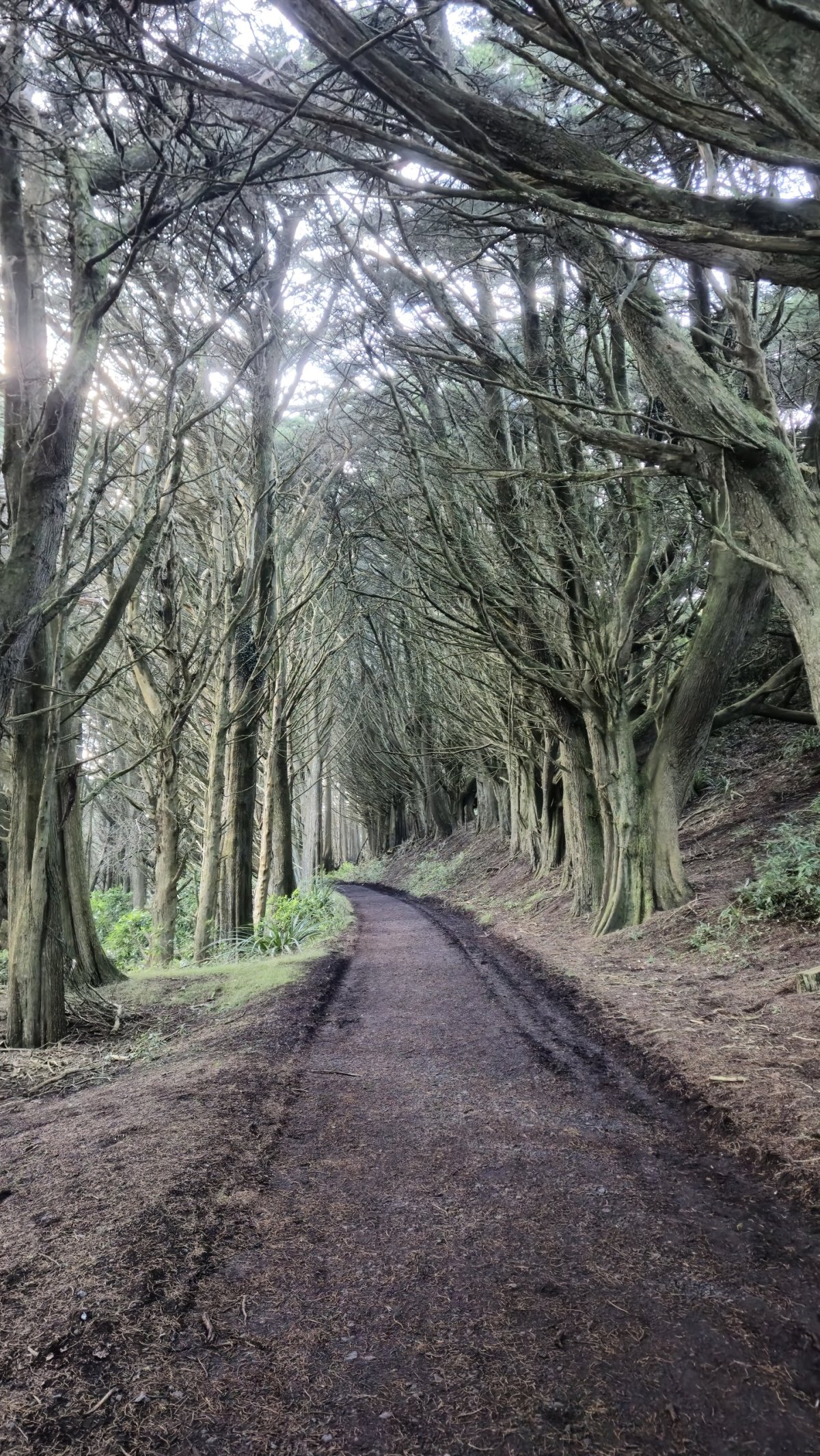 Sandymount trek