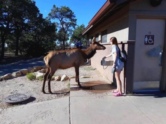 Setkání se zvěří