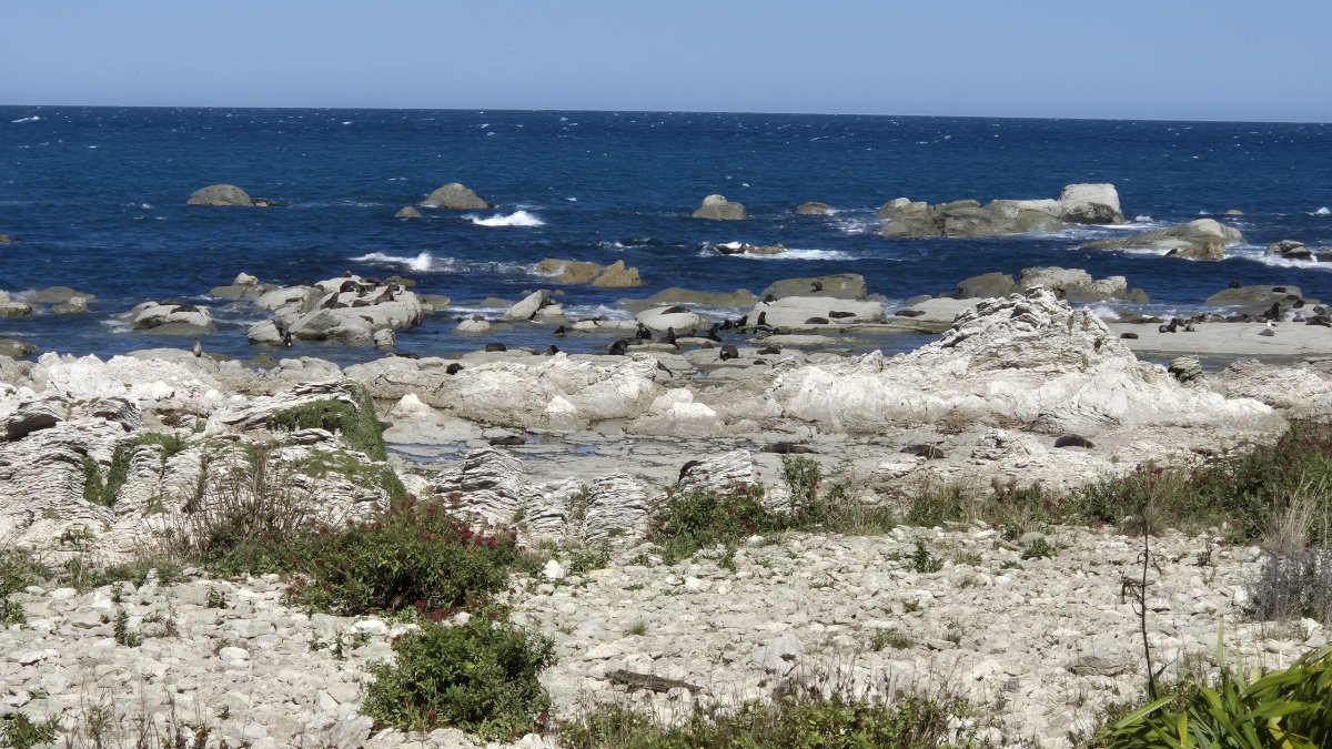 Kaikoura Seal Colony