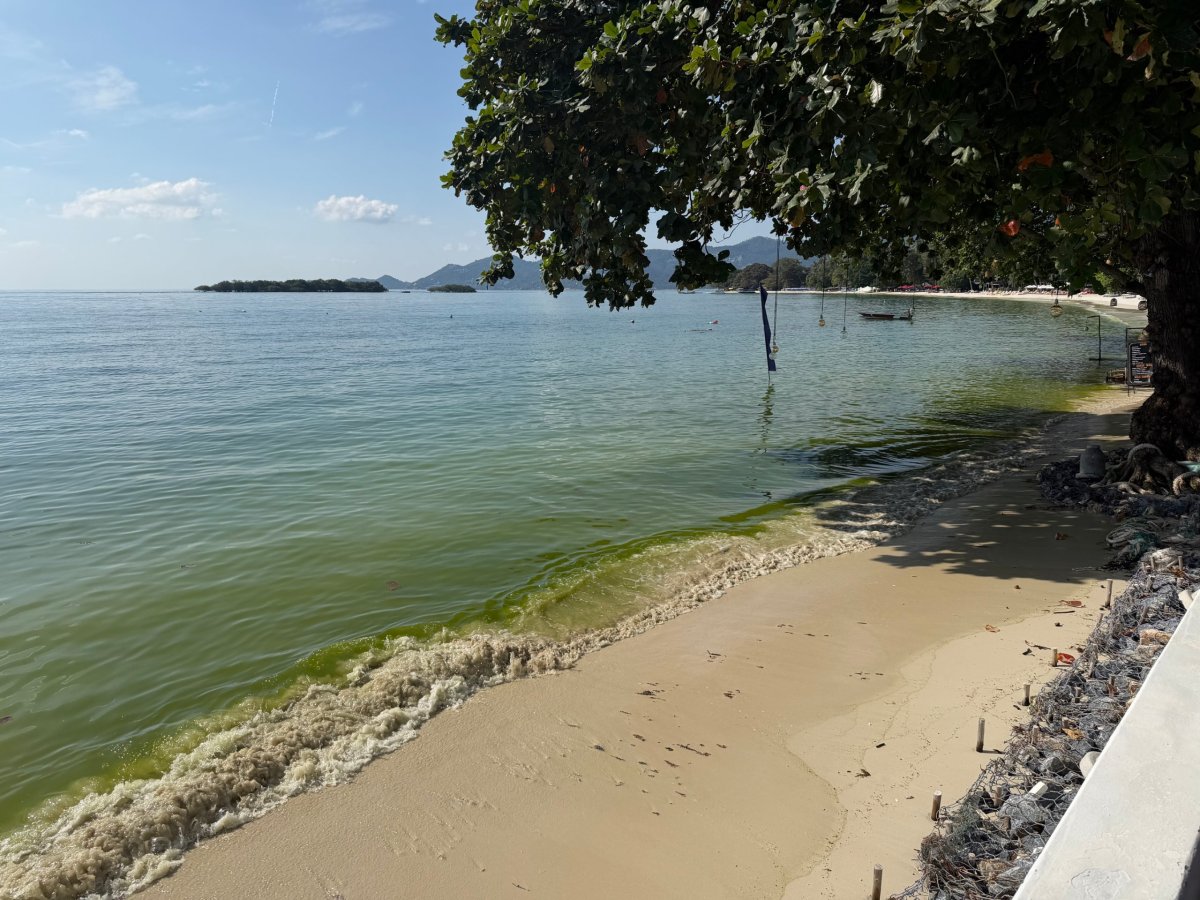 Hotelová pláž plná řas