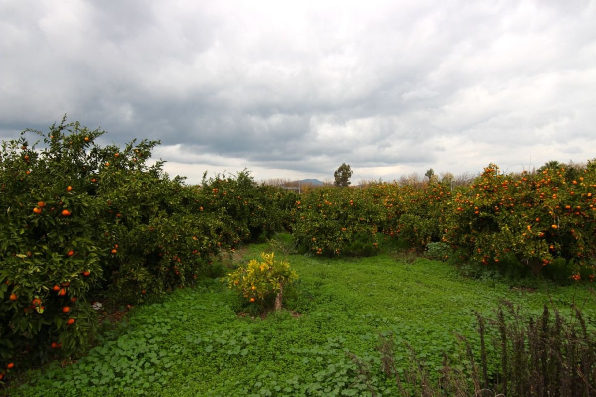 prosinec v Turecku - zrajou mandarinky ;)