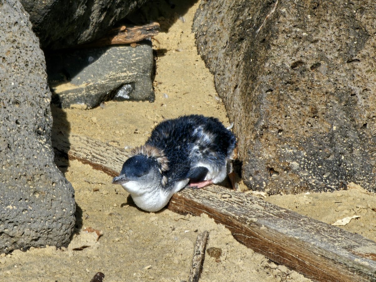 Australský malý tučňák