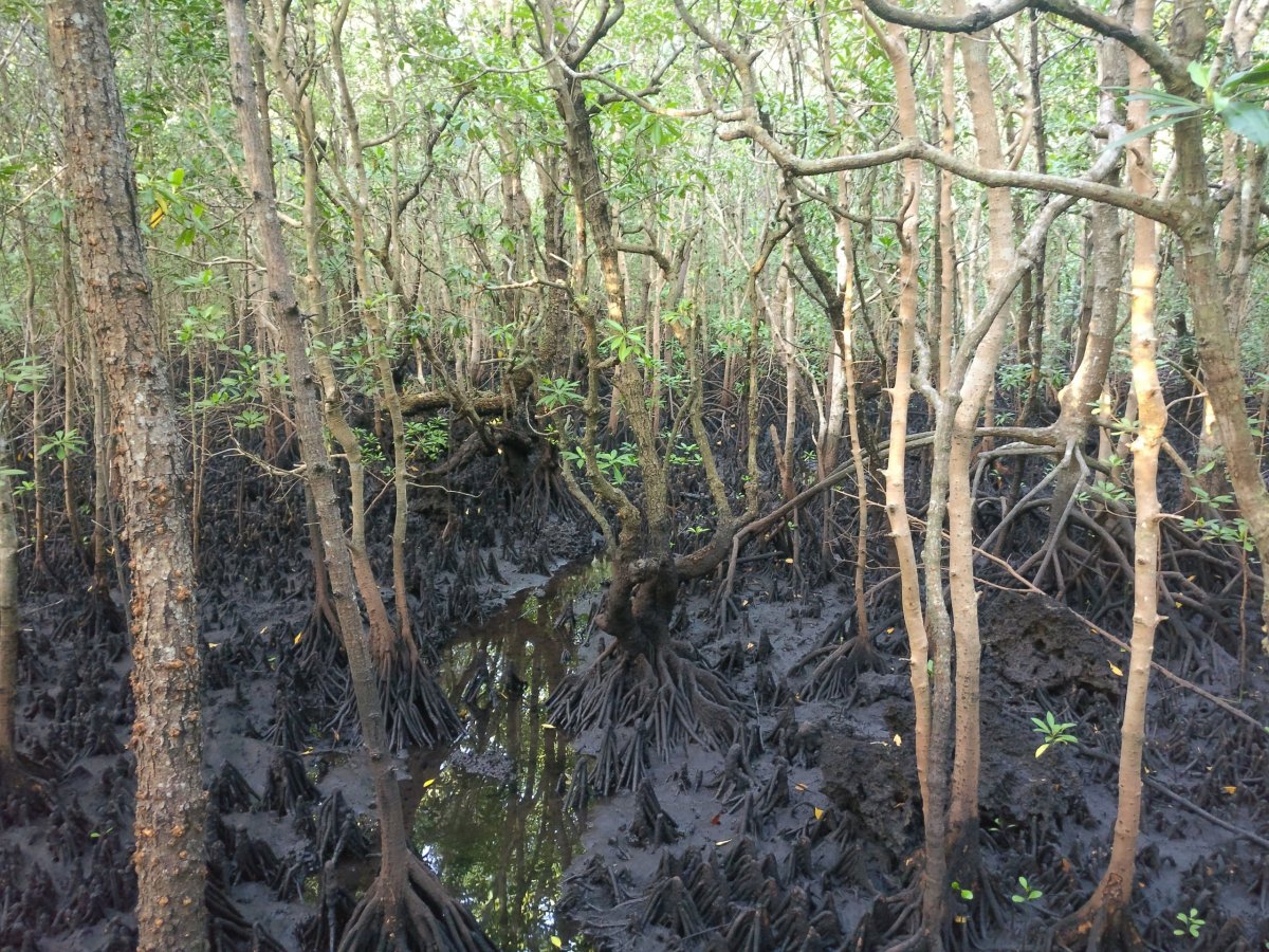 Jozanské mangrovy