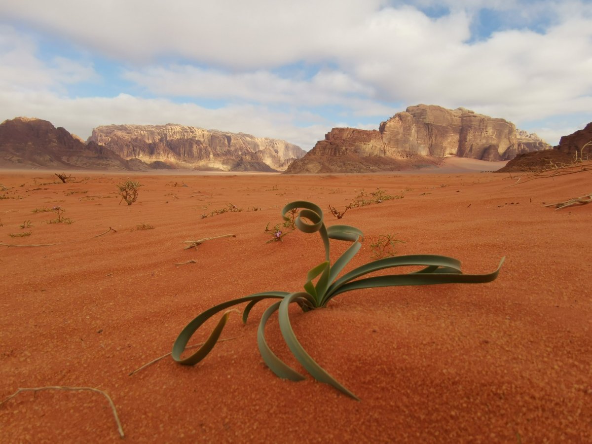 Wadi Rum