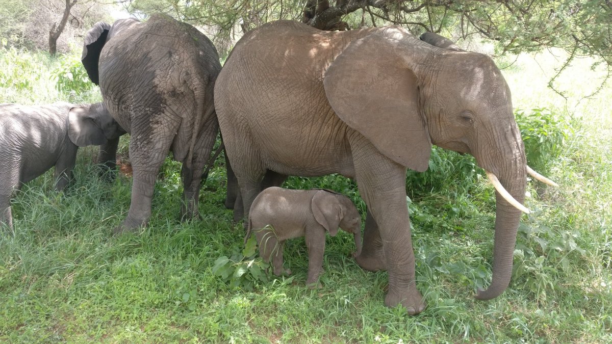 Sloní miminko je jen pár dní staré. To vlevo se právě kojí.