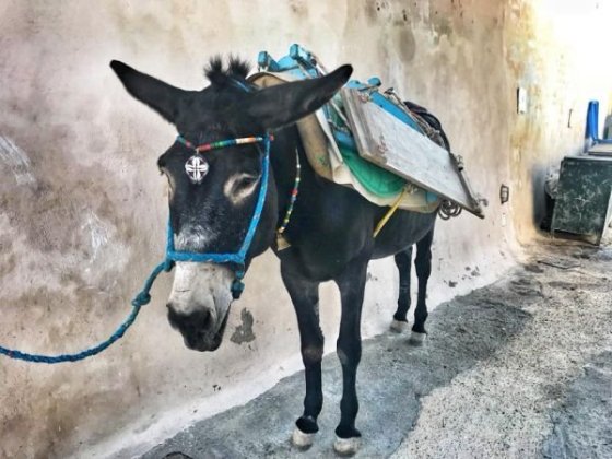 Oslíky určitě nevyužívejte! Chudáci.. :(