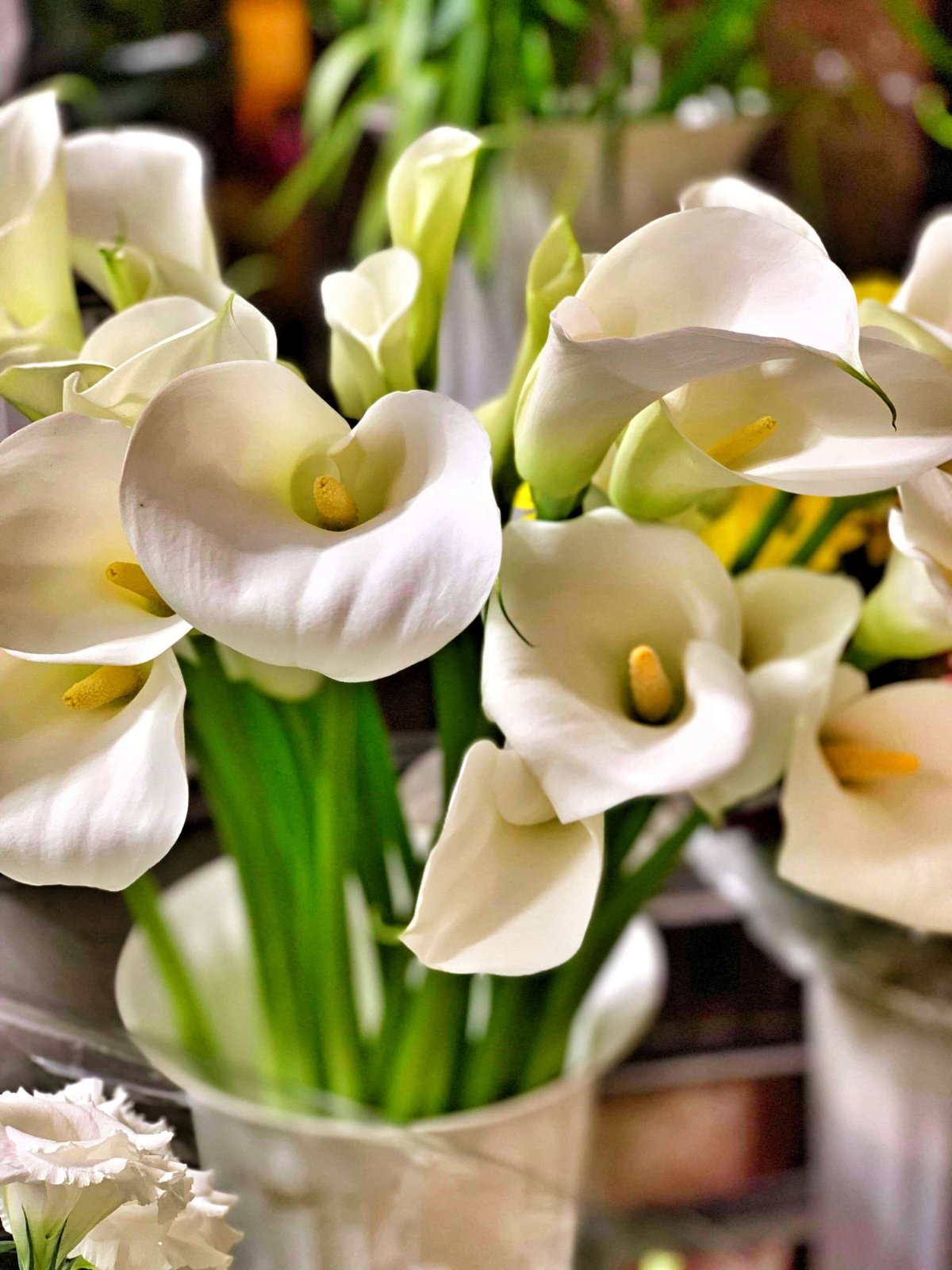 ...všude květiny!!!