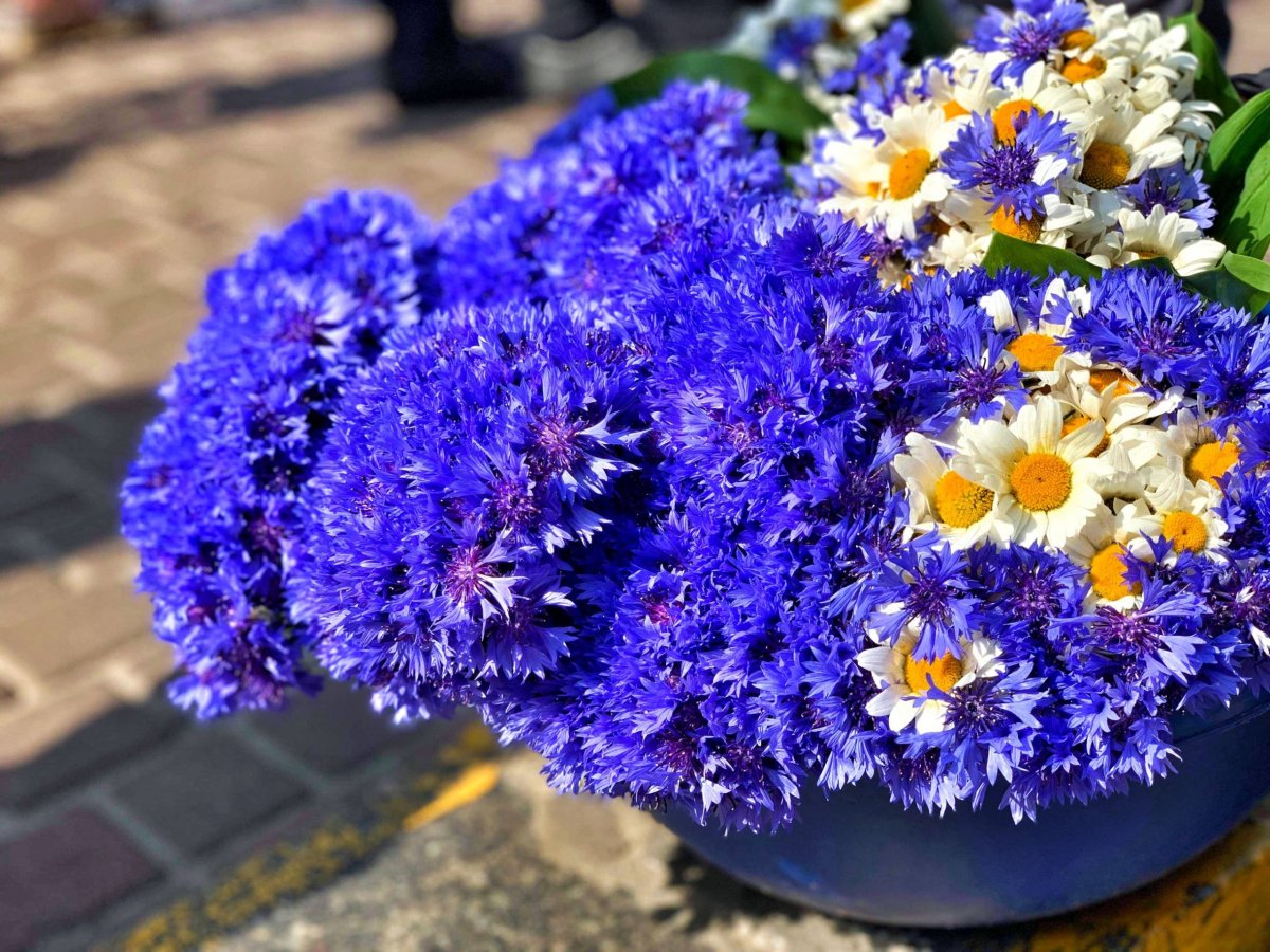 ...všude květiny!!!