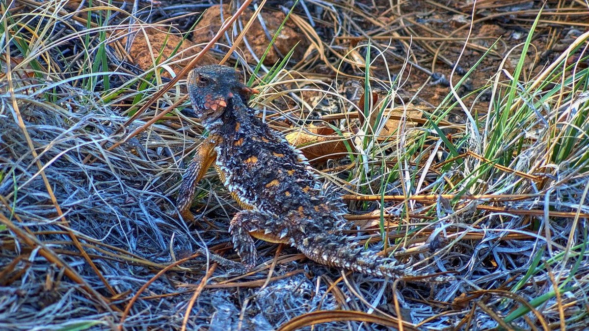 Phrynosoma hernandesi