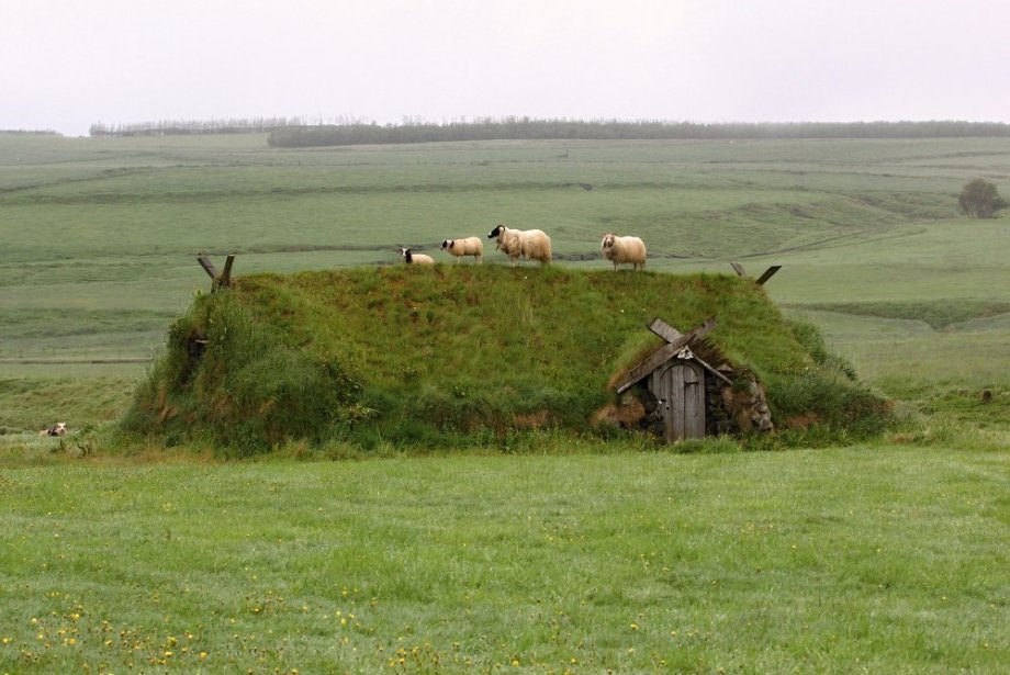 ovce kam se podíváš
