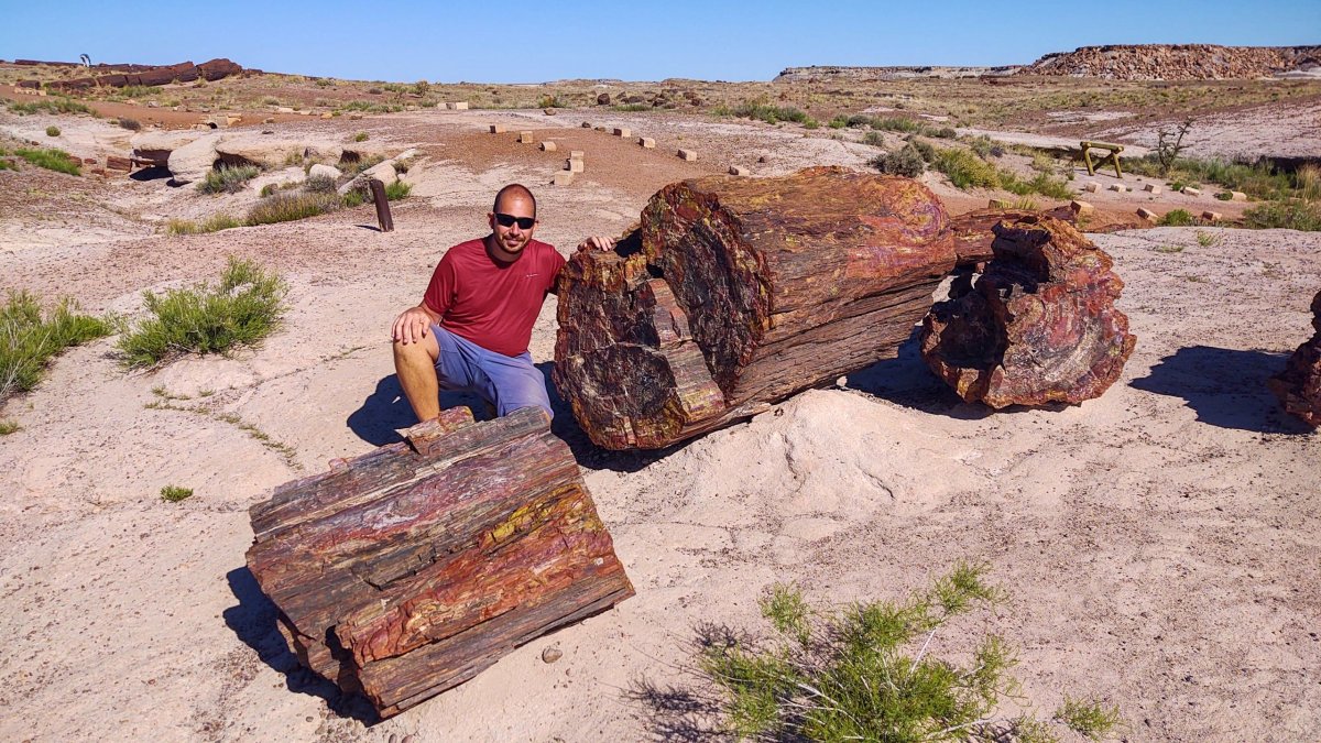 Giant Logs