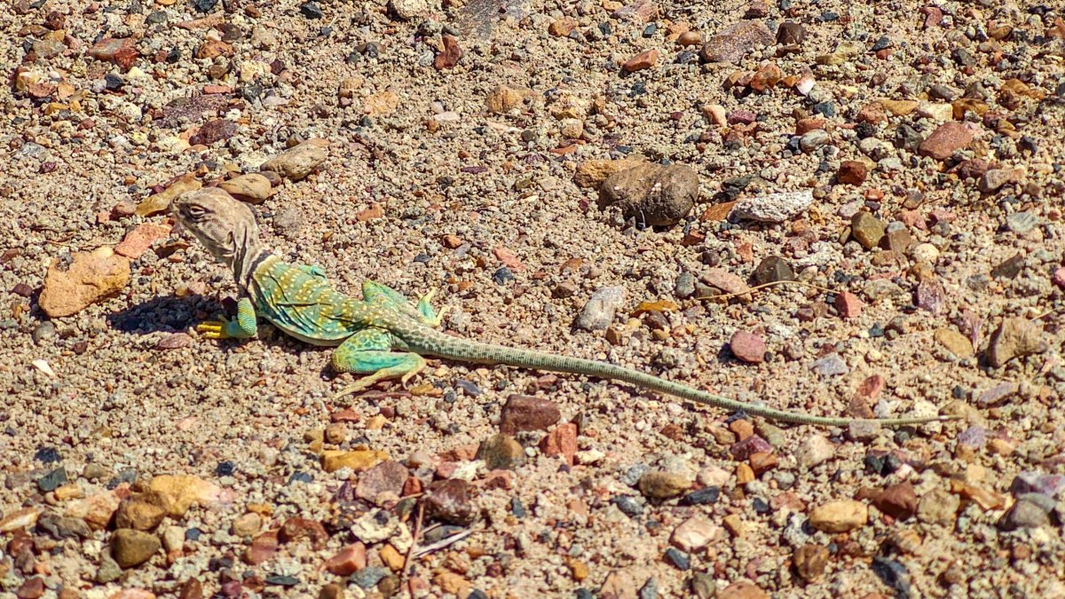 Crotaphytus collaris