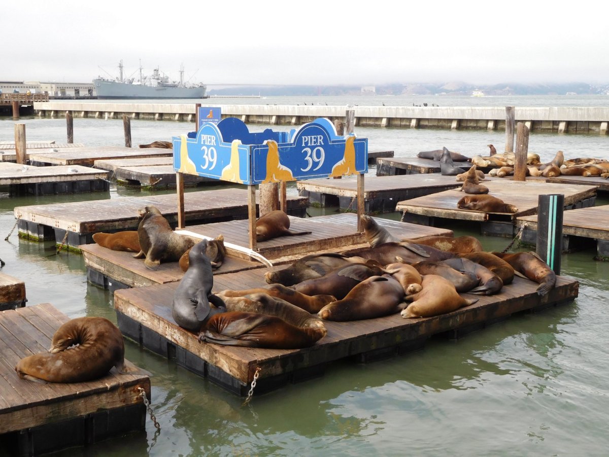 Pier 39