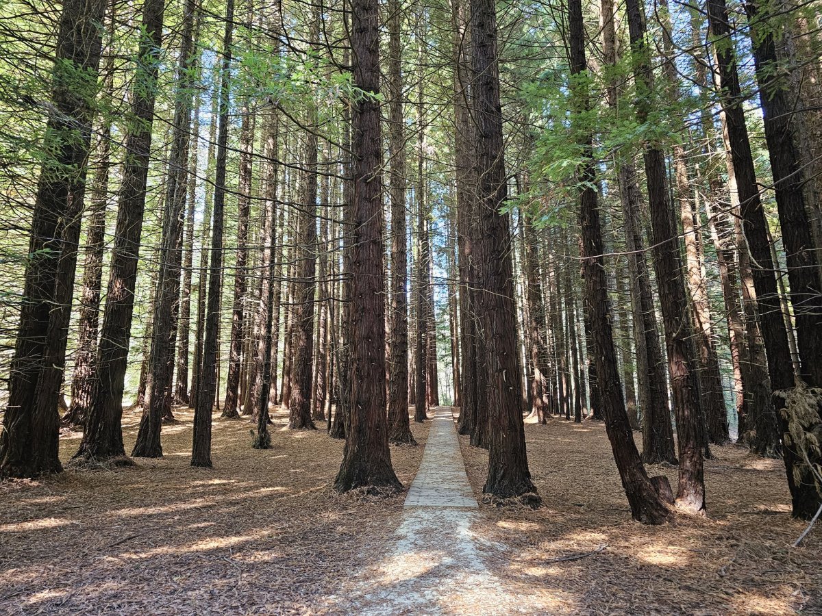 Cesta ke Stevenson Falls skrz Redwoods