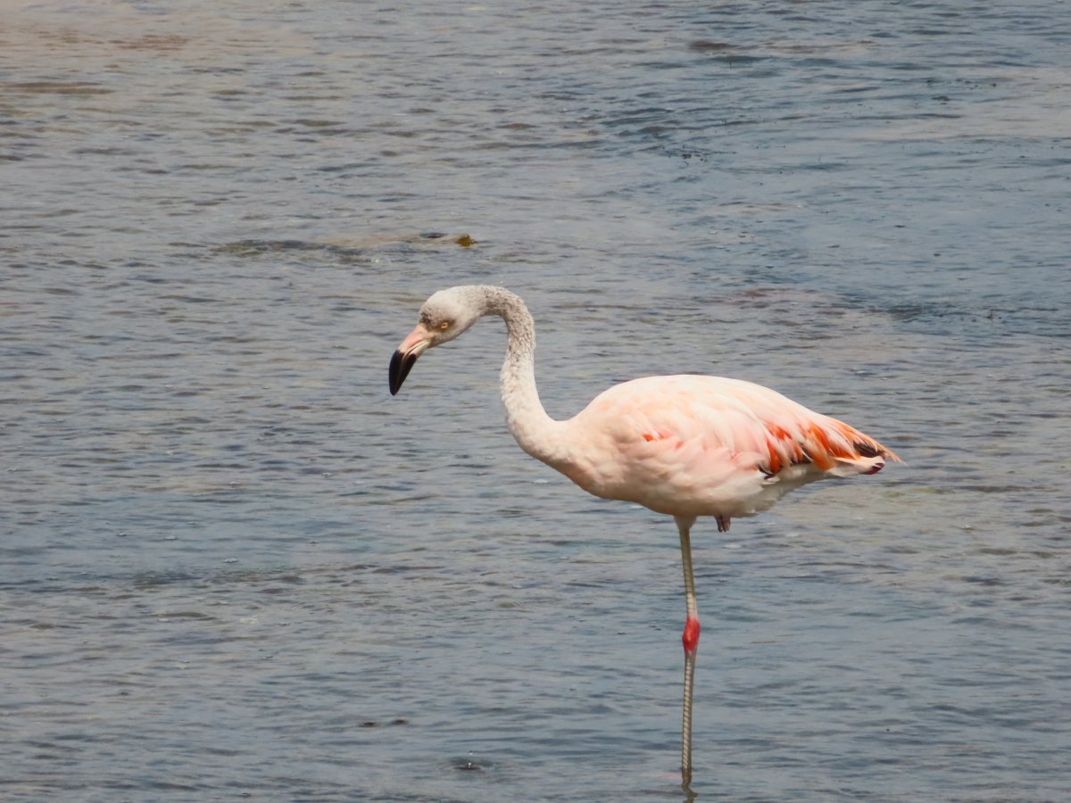 Plameňák u Playa Roja