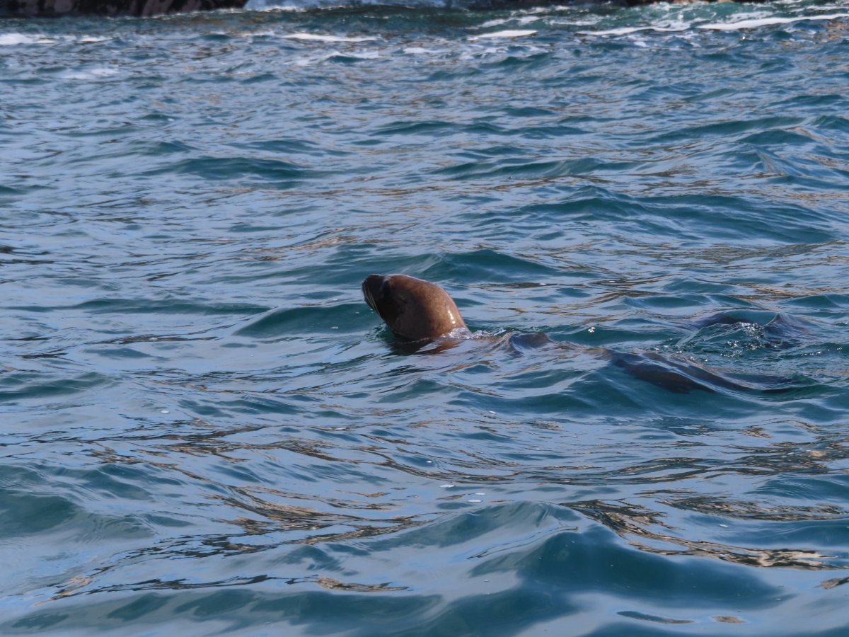 Lachtaní ml učící se plavat