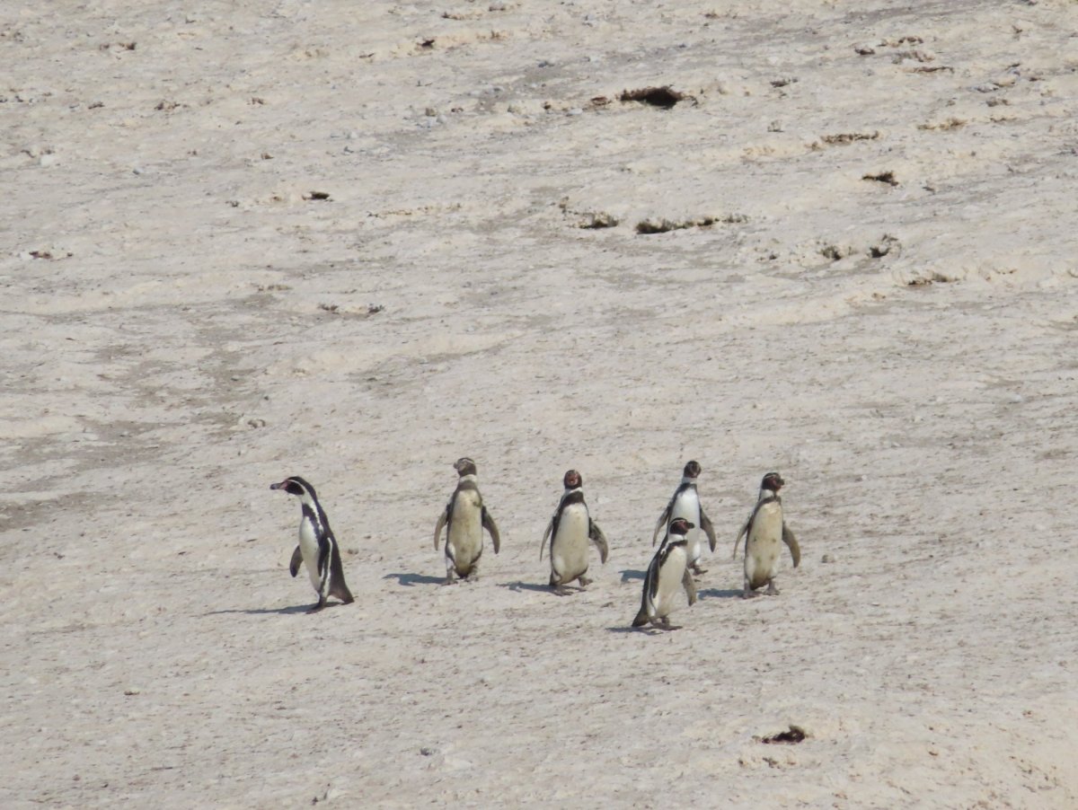 Tučňáci na Islas Ballestas