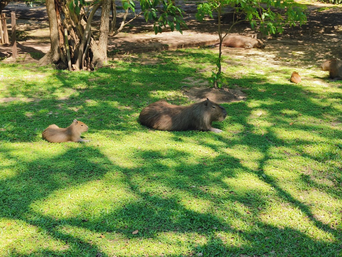 kapybara