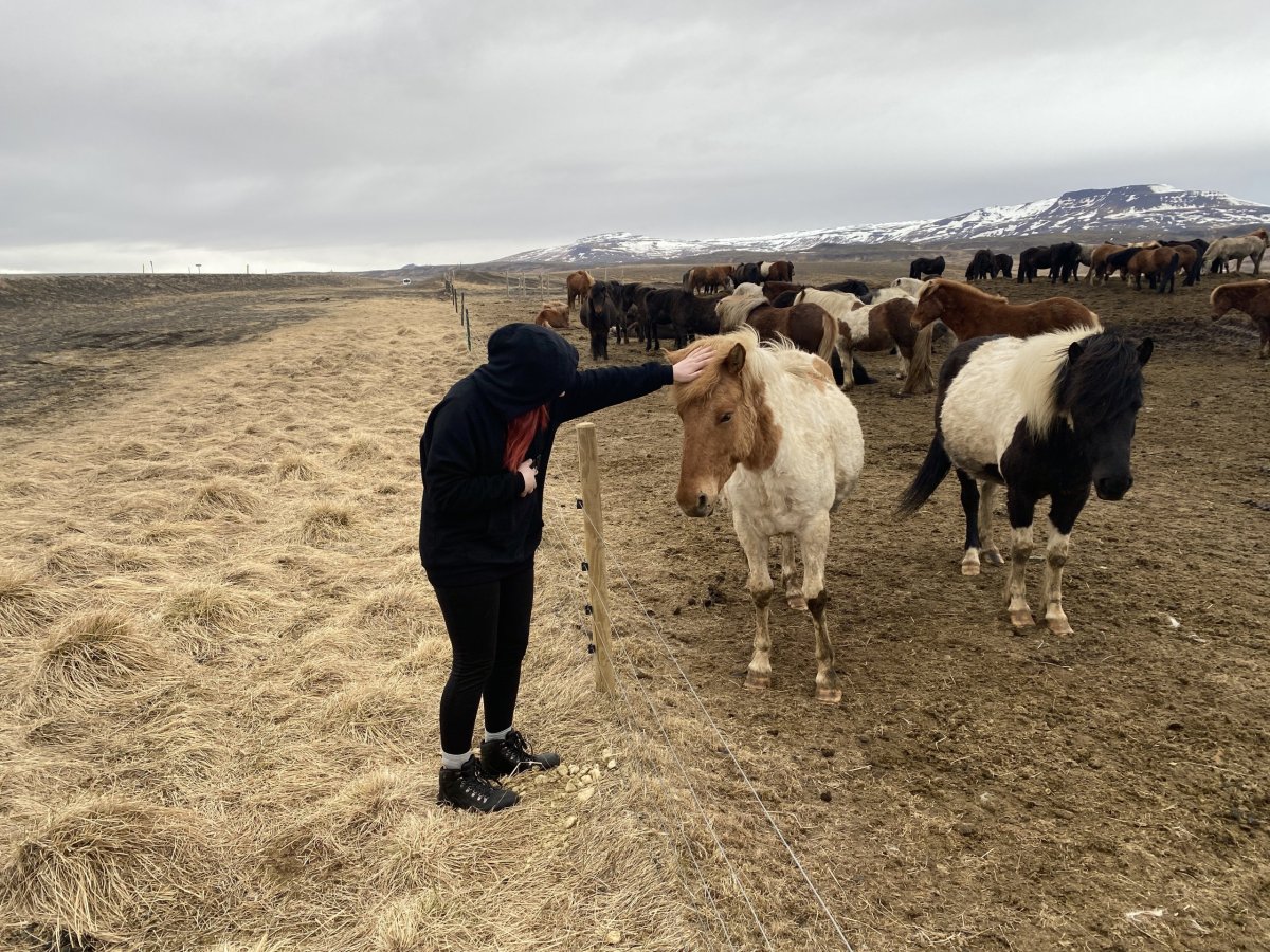 Divoké Islandské koně