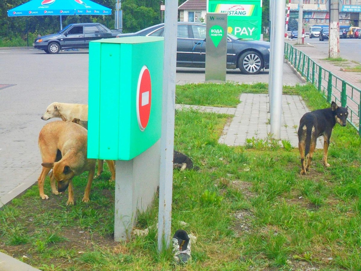 Vinnytsa a toulaví psi 