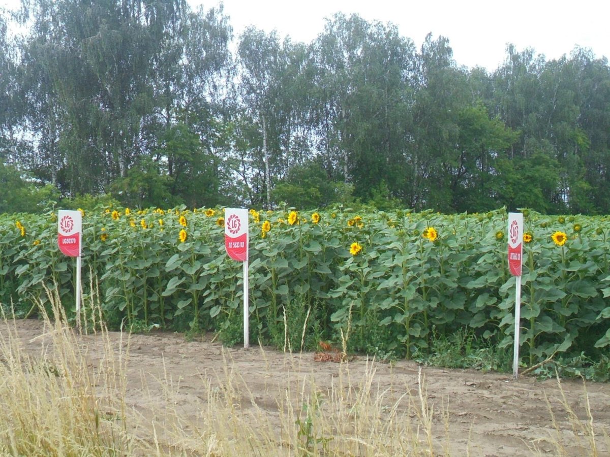 Slunečnice po cestě na jih 