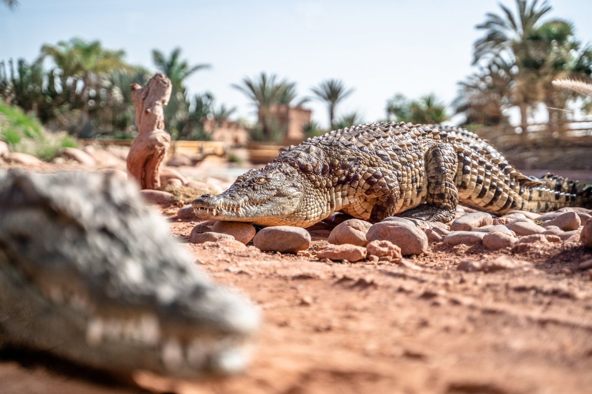 Crocopark Agadir