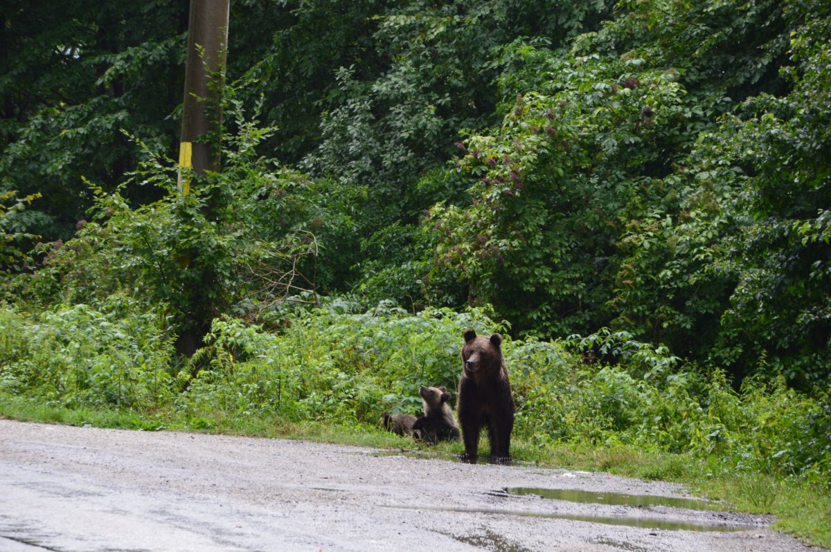 Medvědi na Transfagarasanu