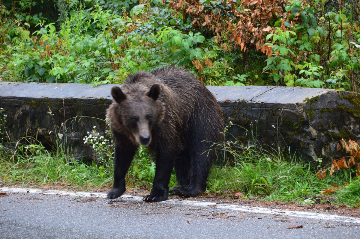 Medvědi na Transfagarasanu