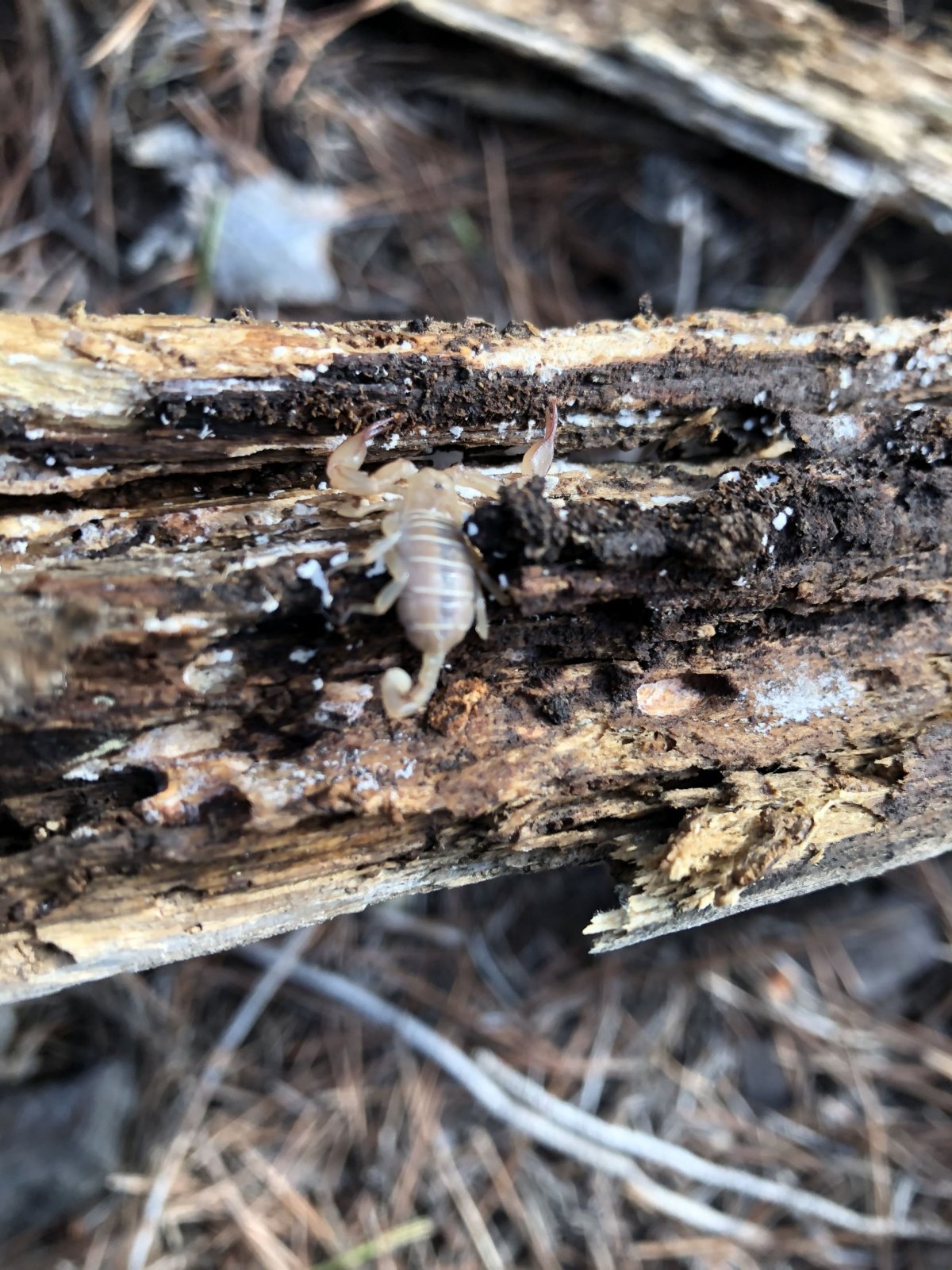 Štír pod kamenem i plachtou