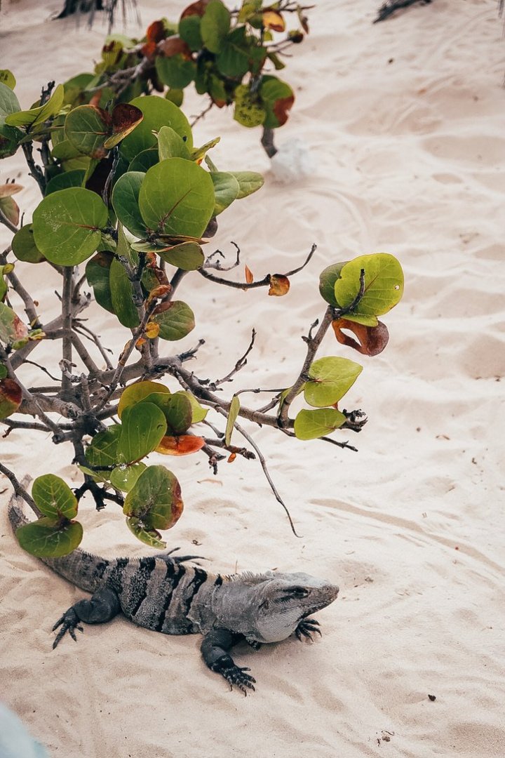 V laguně na moc zvířat nenarazíte, za to na pláži se to jen hemží leguány.