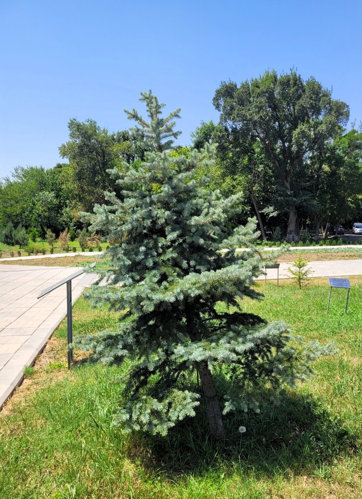 Jak jinak než křivý stromek od tehdy ještě Premiéra, M. Zemana.