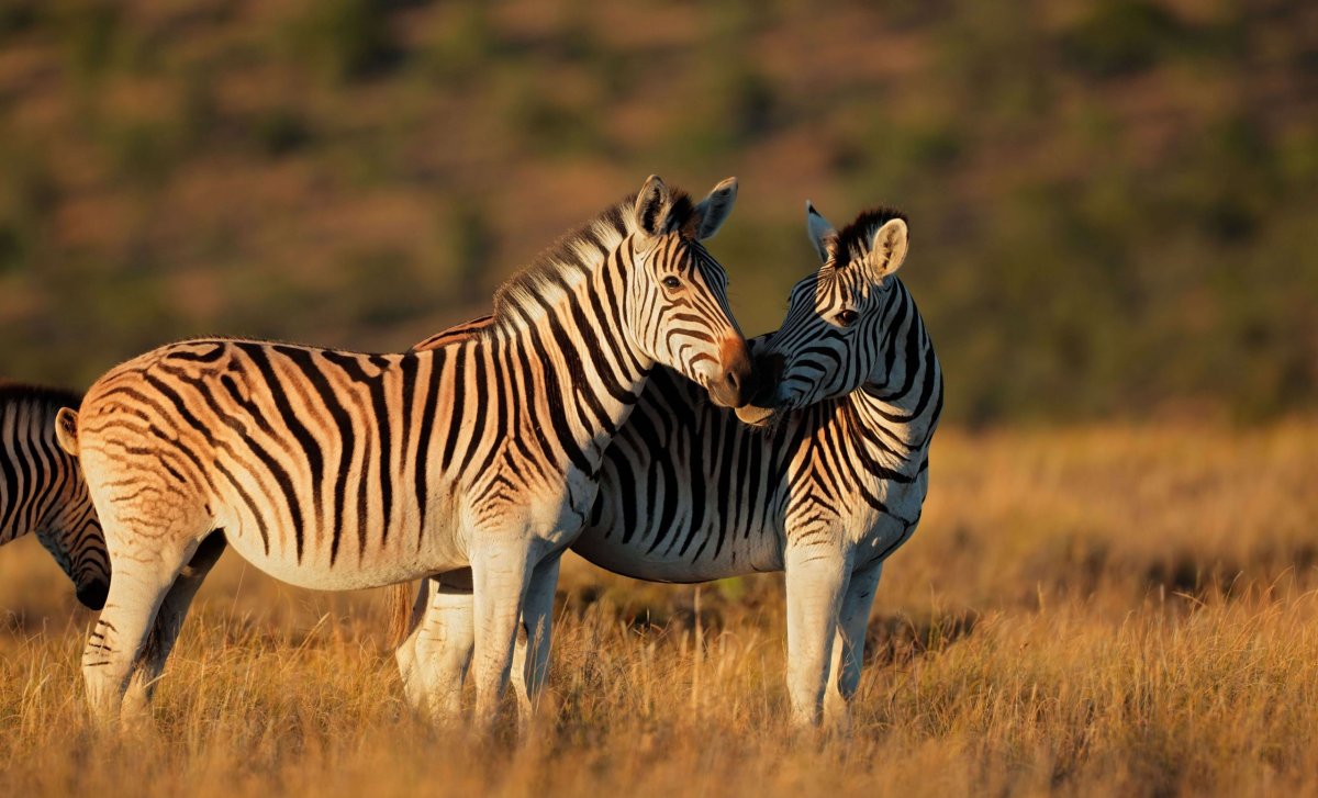 Safari v Jižní Africe