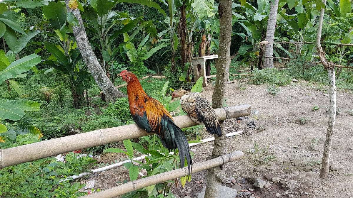 Kohoutí zápasy jsou oblíbené i na Jávě