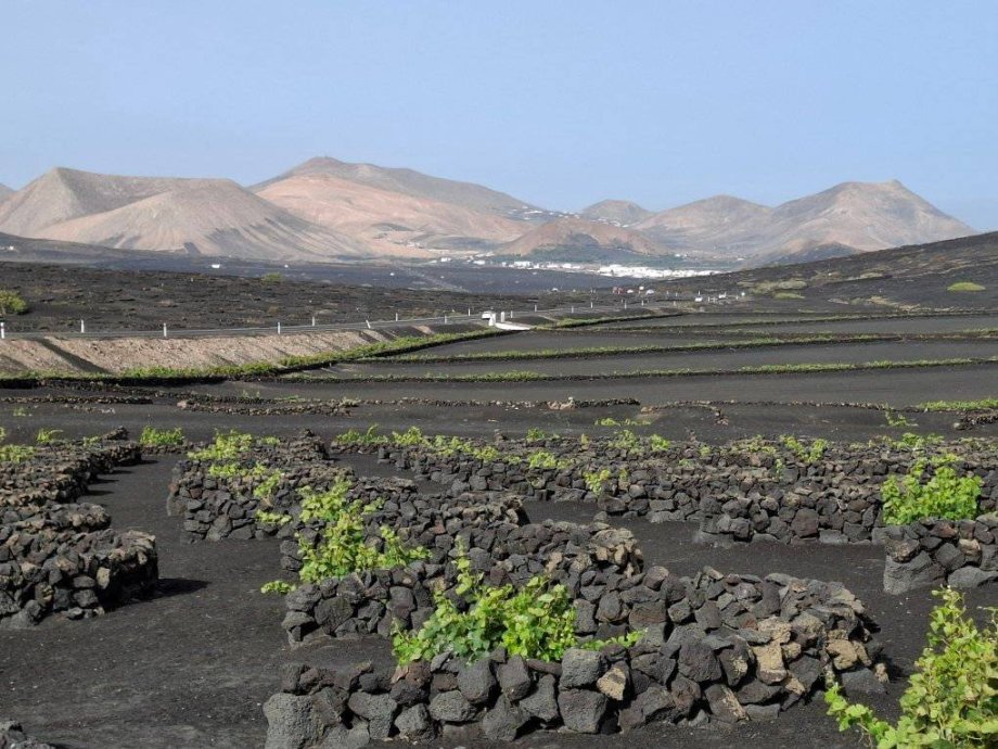La Geria - pestovanie viniča