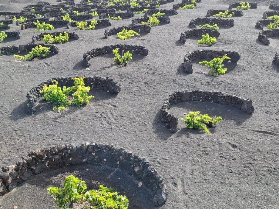 Rastlinky v sopečnej zemi