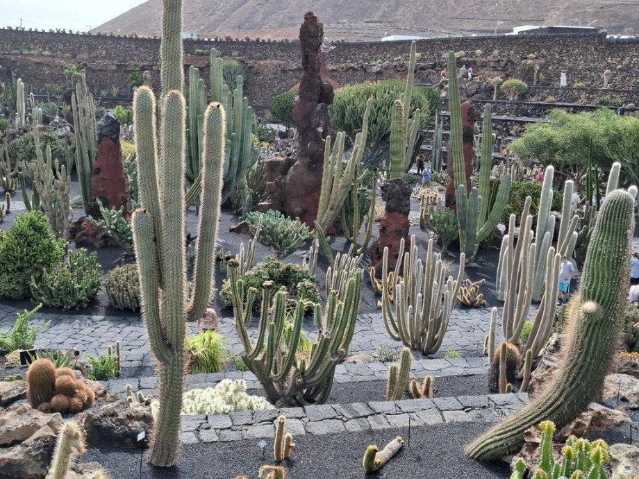 Jardín de Cactus